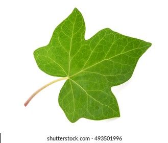 Poison Ivy Leaves, Affiches D'art Déco, Ivy Plants, Green Ivy, Vine Leaves, Leaf Drawing, White Background Photo, Ivy Leaf, Eco Printing