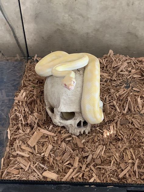 Pet Snake Aesthetic, Snake Cages, Pretty Snakes, Reptile Room, Ball Pythons, Dream's Cat, Cute Reptiles, Cute Snake, Pet Snake