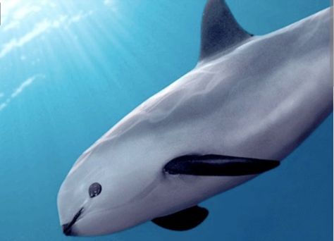 Vaquita Porpoise - grow to only 5' and are endangered (as of 2021, there are only 10 left) Vaquita Whale, Vaquita Dolphin, Vaquita Porpoise, Creature Ideas, Animal Ideas, Blue Planet, Rare Species, Underwater Creatures, Aquatic Animals