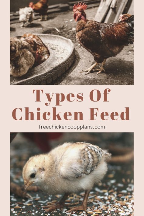 What To Feed Chickens, Types Of Chickens, Laying Hens, Chicken Feed, Pet Chickens, Chickens Backyard, Chicken Coop, Coop, Save You