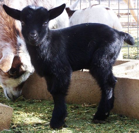 Nigerian Dwarf Kid   www.cottonwoodcroft.com https://www.facebook.com/pages/Cottonwood-Croft/147213951974428?fref=ts Black Goats, Baby Goats Pygmy, Mini Goats, Black Goat, Goat Art, Pygmy Goat, Cut Animals, Cute Goats, Therapy Animals