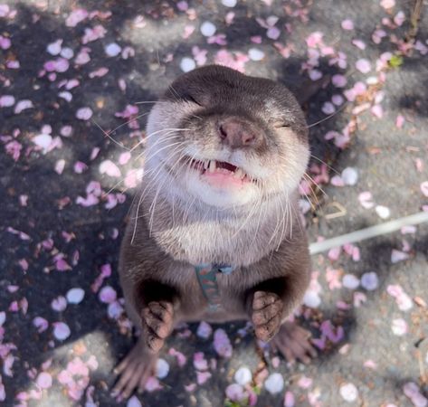 When you’re feeling yourself too much Source: @otter_tsubumi_kawauso #asiansmallclawedotter #otter #otterlovers #otterlove #otterlife #ottercreek #otterpup #otterbaby #riverotter #instaotter #ottergram #smallclawedotter #otters #otterlyadorable #seaotter #wildlife #otterbox #otterlover #ottertail #cuteotters #animals #ottercute #instaotter #seadog River Otters Cute, Otter Therian, Kenzie Core, Otter Pfp, Otters Funny, Baby Sea Otters, Otter Pup, Cute Otter, Otters Cute