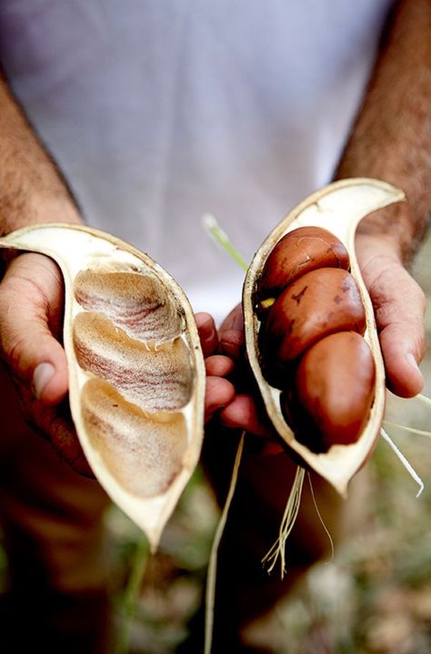 Australian Bush Tucker, Aboriginal Food, Indigenous Food, Scuba Diving Australia, Australian Restaurant, Aboriginal Australia, Australian Culture, Bush Tucker, Native Foods