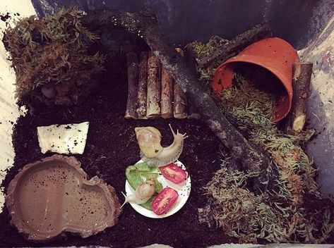 Pet Snail Terrarium, Snail Terrarium, African Snail, Snail Farming, Giant African Land Snails, Snail Tank, Giant Snail, Land Snail, Snail Craft