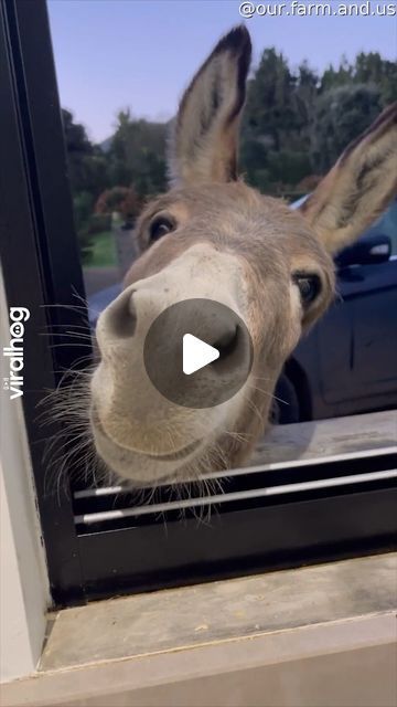 Funny Donkey Videos, Dia Do Animal, Funny Donkey Pictures, Baby Animals Adorable, Funny Farm Animals, Donkey Funny, Animal Hugs, Baby Donkey, Funny Dance Moves