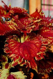 King crab Caladiums In Pots, Coleus Varieties, Coleus Plants, Coleus Plant, Korean College, Snake Plant Care, Inspiration Poster, Poster Girl, King Crab