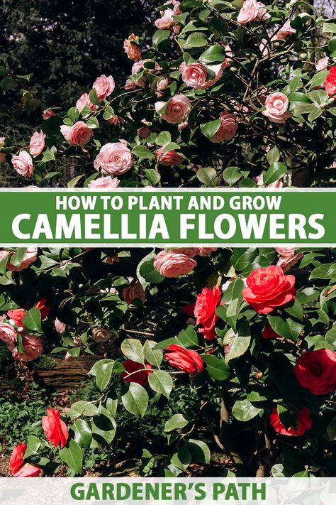 The long history of cultivated camellia is no surprise. For centuries, it has been a symbolic and captivating choice for the landscape. With numerous varieties and blossom forms, camellias can add fall, winter, and spring joy. Learn how to plant and grow camellia flowers now on Gardener's Path. #camellia #gardenerspath Camilia Flower Tree, Camelia Tree, Southern Landscaping, Backyard Hacks, Camellia Tree, Camelia Flower, Camellia Plant, Flower Tips, Camellia Flowers