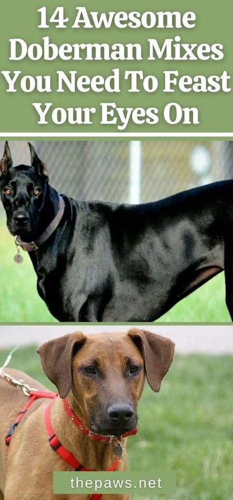 If you think you have seen everything in this life, you should definitely look through these unusual crossbreeds of Doberman! Doberman Mixed Breed, German Doberman, Doberman Breed, Doberman Shepherd, Doberman Mix, Australian Shepherd Mix, Doberman Dogs, Dream Dog, Mixed Breed