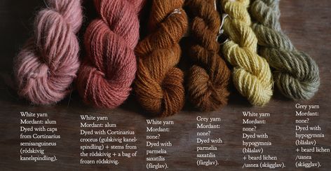 How to dye yarn with mushrooms and lichens, kind of. | Nymla on Patreon How To Dye Yarn, Lichen Dye, Fabric Experiments, Witch Activities, Mushroom Dyeing, Natural Dyeing Techniques, Dye Yarn, Fabric Dyeing Techniques, Homemade Paint