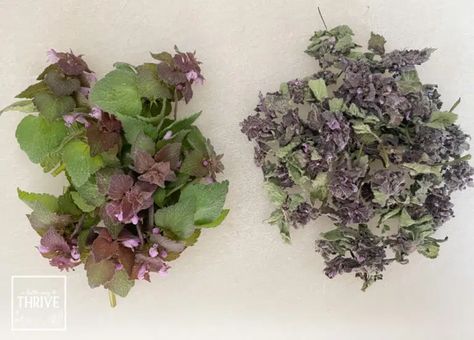 Red Dead Nettle Uses, How To Dry Purple Dead Nettle, Herbal Vinegar, Infused Vinegars, Raw Apple Cider Vinegar, Stinging Nettle, Garden Weeds, Healthy Herbs, Herbal Infusion