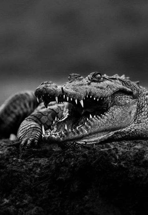 Crocodile Pictures, Alligators Art, Aggressive Animals, Tattoo Reference, Animal Reference, Animal Study, Leg Tattoo, Majestic Animals, Crocodiles