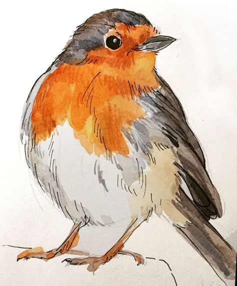 Robin Bird Sketch, Cute Birds Drawing, Robin Bird Drawing, Sketches Of Birds, Robin Sketch, Drawing Ideas Animals, Birds Sketches, Birds Sketch, Robin Drawing