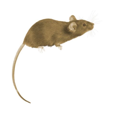 Mouse Aesthetic, Mice Cartoon, Mouse Png, Aesthetic Png, Remus Lupin, Art Clothes, Mice, Hot Topic, Nature Art