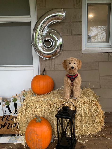 Charlie, the goldendoodle, celebrating his 6 month birthday. 6 Month Birthday, Mini Goldendoodle, Dog Photo, Goldendoodle, Dog Photos, 6 Months, Dogs, Birthday, Quick Saves