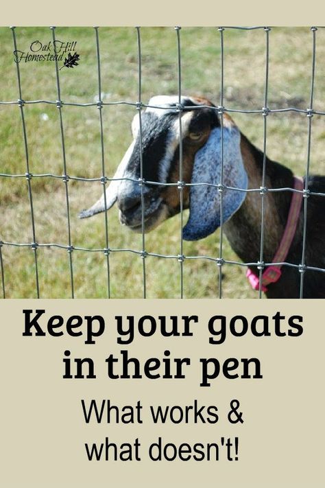 Best Goat Fencing, Pygmy Goat Pen Ideas, Goat Pen Ideas Fencing, Goat Pen Ideas Shelters, Goat Fence Ideas, Pygmy Goat Pen, Goat Farming Ideas, Goat Pen Ideas, Goat Shelters