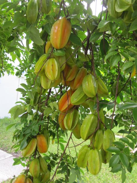 Carambola or Starfruit tree (Averrhoa carambola) Philippines Fruits, Starfruit Tree, Fast Growing Fruit Trees, Georgetown Penang, Growing Fruit Trees, Star Fruit, Growing Fruit, Exotic Fruit, Tropical Fruits