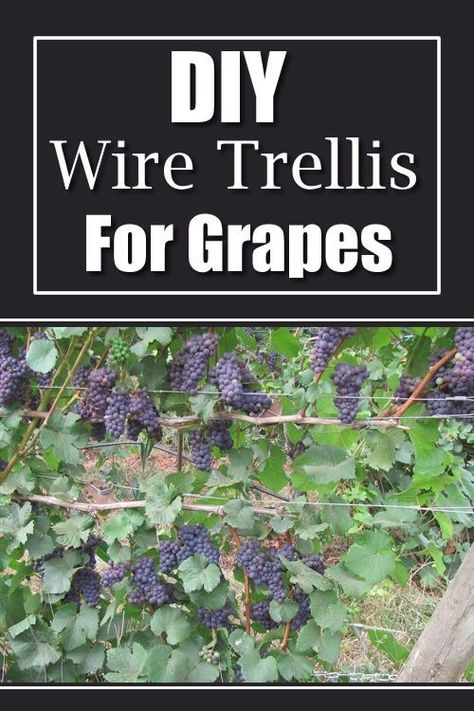 Grape Trellis Ideas Diy, Grapevine Trellis Ideas, Trellis For Grapes, Agribusiness Ideas, Grape Growing Trellis, Grape Vine Trellis, Homestead Lifestyle, Fruit Tree Garden, Grape Tree