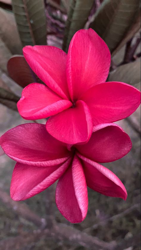 Pink Plumeria, Plumeria Flowers, The Feels, Colour Board, Pretty Flowers, Hot Pink, Plants, Flowers, Red