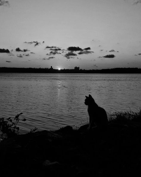 Reason To Live, Black Aesthetic, A Cat, Jeon, Black And White, White, Black