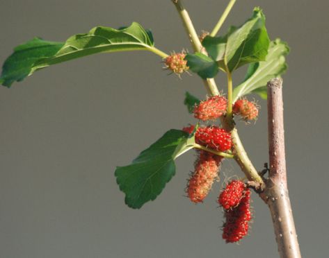 Mulberry Branch, Mulberry Benefits, Mulberry Tea, Wine Recipes Drink, Mulberry Leaves, In My Twenties, Mulberry Bush, Foraging Recipes, My Twenties