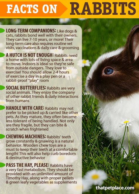 Facts on the care & keeping of Rabbits 🐰 Are Rabbits the right pet for you? Lion Head Rabbit Care, Lion Head Bunny Care, Bunny Pet Care, How To Take Care Of Rabbits, Rabbit Pet Care, How To Take Care Of A Rabbit, Rabbit Schedule, Pet Bunny Ideas, How To Care For A Bunny