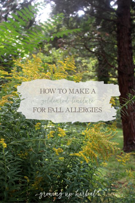 How To Make A Goldenrod Tincture for Fall Allergies Goldenrod Tincture, Fall Allergies, Homemade Cough Remedies, Herb Gardening, Herbal Recipes, Natural Antibiotics, Herbal Healing, Herbal Magic, Cold Home Remedies