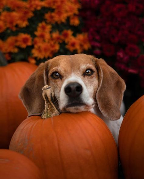 Dog And Pumpkin, Fall Dogs, Halloween Puppy, Dog Pumpkin, Pumpkin Queen, Spiced Cider, Pet Photos, Fall Dog, Dog Adventure