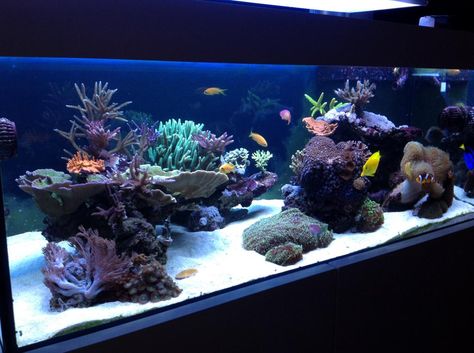 Aquascaping, Show your Skills... - Page 30 - Reef Central Online Community 120 tank multiple pics Saltwater Aquarium Beginner, Reef Aquascaping, Reef Tank Aquascaping, Saltwater Aquarium Setup, Marine Fish Tanks, Saltwater Aquarium Fish, Cool Fish Tanks, Saltwater Fish Tanks, Fish Tank Design