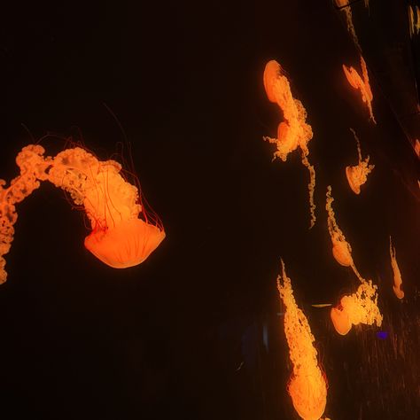 Orange Jellyfish Wallpaper, Orange Jellyfish Aesthetic, Orange Ocean Aesthetic, Dark Orange Widget, Orange Fish Aesthetic, Dark Warm Aesthetic, Orange Widget Aesthetic, Orange Phone Theme, Orange Theme Aesthetic