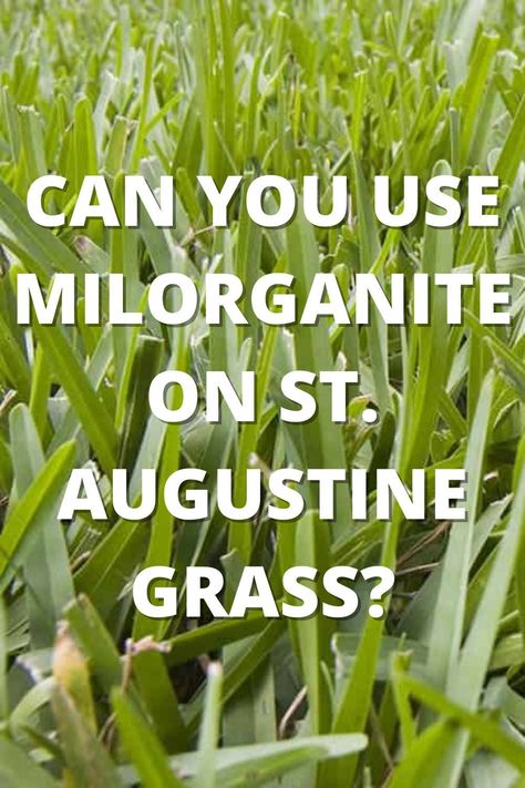 Milorganite Fertilizer, St Augustine Grass, Lawn Weeds, Weeds In Lawn, Healthy Lawn, Outdoor Stuff, Root Growth, Top Soil, Grass Seed