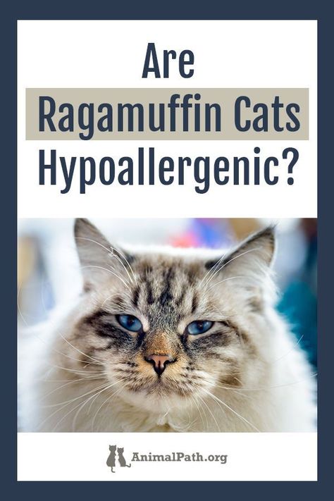 Are Ragamuffin cats hypoallergenic? Cat Allergy Remedies, Cats Hypoallergenic, Ragamuffin Cat, Cat Allergies, Ragamuffin, Cat Shedding, Itchy Eyes, Russian Blue Cat, Fancy Cats