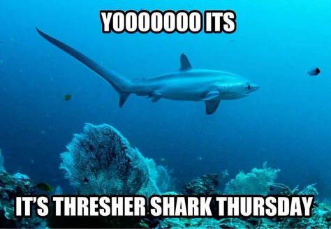 Thresher Shark Thursday, Shark Tuesday, Shark Brain, Shark Meme, Silly Shark, Silly Sharks, Thresher Shark, Shark Facts, Shark Pictures