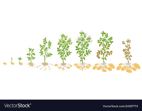 Potato Growing, Port Town, Town Ideas, Technology Projects, Cooking Guide, Root Vegetables, Life Cycle, Life Cycles, Growing Plants