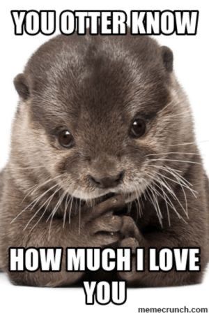 Otter Meme, Otter Puns, Otters Funny, Otter Drawing, Significant Otter, Meme Pics, Otters Cute, Otter Love, Seal Pup