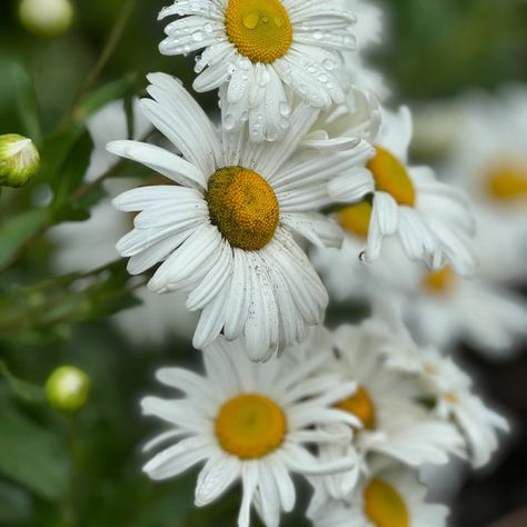 Daisy and her daisies #dogs #flowers #autumn Flowers Autumn, Daisy, Dogs, Flowers, Quick Saves