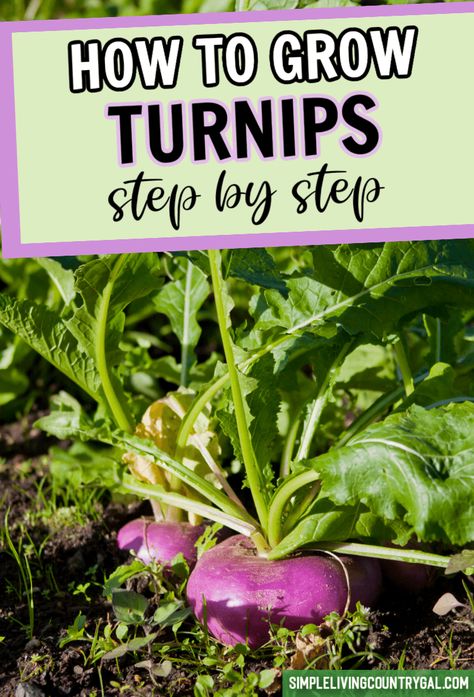 Growing Turnips From Seed, How To Grow Turnips, Grow Turnips, Growing Turnips, Hunting Food, Garden Prep, White Turnip, Gardening Tattoo, Pizza Fruit