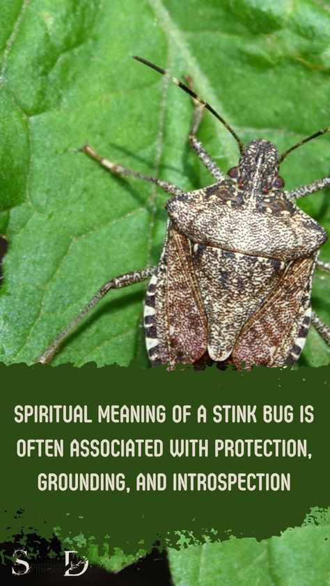 The spiritual meaning of a stink bug is often associated with protection, grounding, and introspection. These insects are believed to be spirit animals or totems that help guide and support individuals as they navigate through life’s challenges. #navigate #support #guide #help #believe #challenge #challenges #life #individual #animals #spirit Stink Bug Spiritual Meaning, Stink Bug, Stink Bugs, Spirit Animals, Spiritual Messages, Spiritual Guides, Spiritual Meaning, Spirit Animal, Bugs