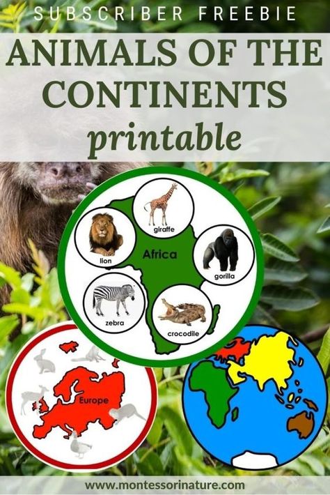 Welcome to Montessori Nature - Montessori Nature Preschool Continents Free Printable, Montessori Continents Activities, Prek Map Activities, Continent Projects For Kids, Continents Activities Printables, Continents For Kindergarten, Montessori Geography Activities, Animals Around The World Activities, Continents Activities For Kids