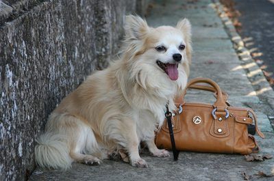 How to Groom a Long-Haired Chihuahua - Pets Long Coat Chihuahua, Chihuahua Photos, Chihuahua Training, Chihuahua Breeds, Dog Organization, Dream Pet, Baby Chihuahua, Long Dog, Dog Chihuahua