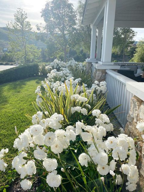 White Rose Bush Front Yards, Landscape White House, White Flowers In Garden, White Roses Front Yard, White Roses Garden Front Yards, White Peonies Landscaping, White Rose Landscaping, White Rose Bushes Landscape Front Yards, White Drift Roses Landscape Ideas