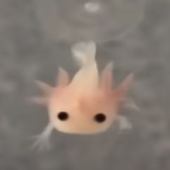 Silly Looking Animals, Axolotl Profile Pic, Life Has No Meaning, Jenaka Kelakar, Brothers Room, Axolotl Cute, Cute Website, Cute Small Animals, So Silly