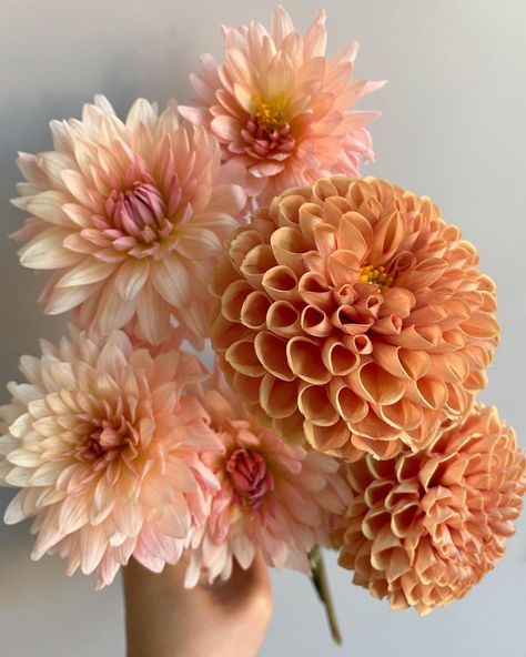 Teresa ✨ Floral Photographer | Peach + Pumpkin: one of my fave palettes for fall 🍂 Pairing ‘Preference’ dahlias from my garden with these pumpkin-colored pom dahlias… | Instagram Peach Fuzz Wedding Flowers, Light Peach Flowers, Small Dahlia Bouquet, Peach Dahlia Bouquet, Pink Fall Flowers, Fall Dahlia Bouquet, Fall Dahlias, Dahlia Flower Bouquet, Peach Color Flowers