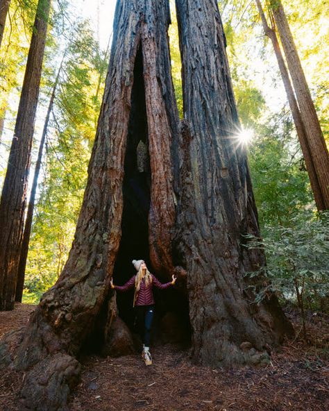 Felton California, Santa Cruz Redwoods, Big Basin, Coastal Redwood, Fall Creek, Santa Cruz California, Redwood Tree, Redwood Forest, Nature Trail