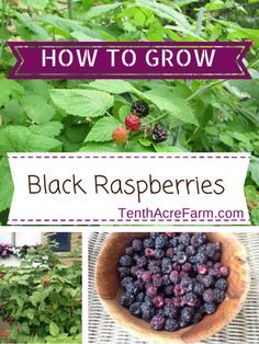 Black Raspberry Plant, Mini Backyard, Trees Backyard, Small Scale Gardening, Black Raspberries, Raspberry Bush, Simple Backyard, Edible Landscape, Growing Raspberries