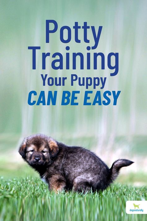 House Breaking A Puppy, How To Potty Train, House Training Puppies, Puppy House, Dog Behavior Problems, Potty Train, Dog Training Treats, Potty Training Puppy, Dog Training Advice