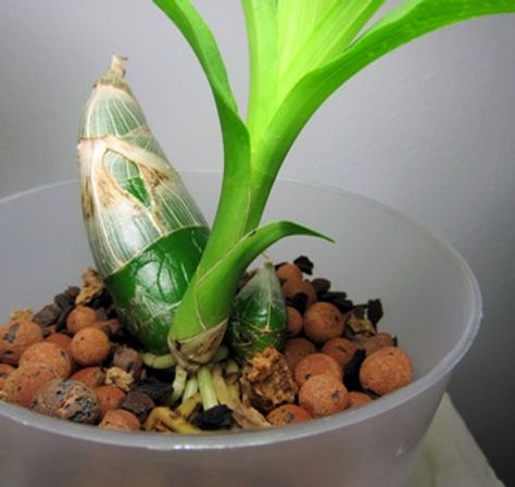 How to Grow: Catasetum Orchid care Orchid Rebloom, Orchid Propagation, Trees In Containers, Orchid Plant Care, Blooming Orchid, Succulent Tree, Bacterial Diseases, Orchid Plant, New Roots