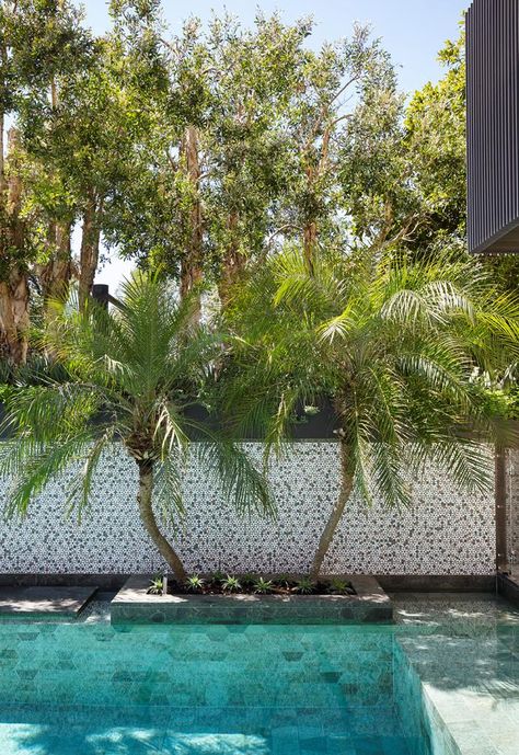 House and garden are intimately linked in this project by Anthony Wyer in Sydney's eastern suburbs that boasts beautiful harbour views. Phoenix Roebelenii, Date Palms, Pool Wedding, Lavender Plant, Landscape Services, Australian Homes, Courtyard Garden, Winter Trees, Winter House