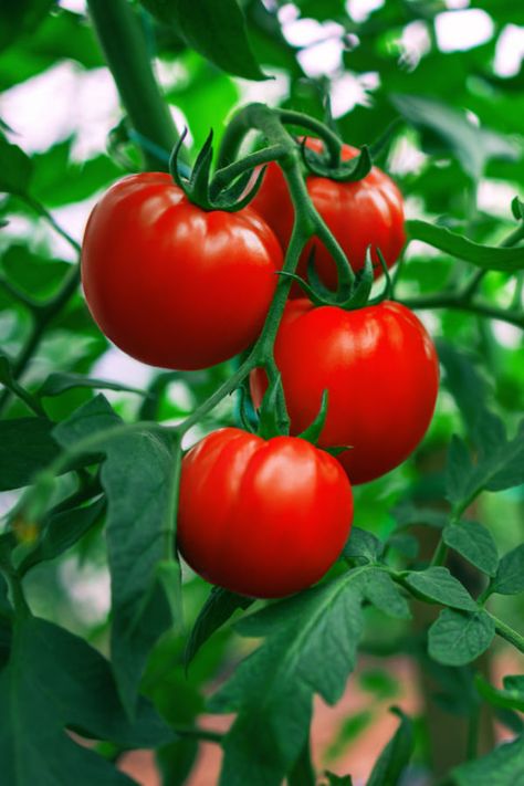 Tanaman Tomat, Tomato Tree, Watering Tomatoes, Tomato Support, Agriculture Photography, Plant Tomatoes, Tomato Growing, Tips For Growing Tomatoes, Growing Tomato Plants