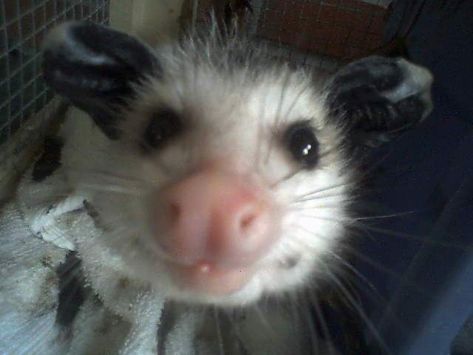 Forbidden Cats, Tile Pictures, Baby Opossum, Baby Possum, Awesome Possum, Pretty Animals, Little Critter, Animal Pics, Silly Animals