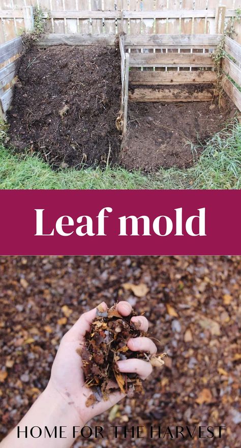 Leaf Mold Compost, Composting Leaves, Allotment Planning, Start Homesteading, Leaf Compost, Cottage Forest, Leaf Mold, Natural Plant Food, Frugal Gardening